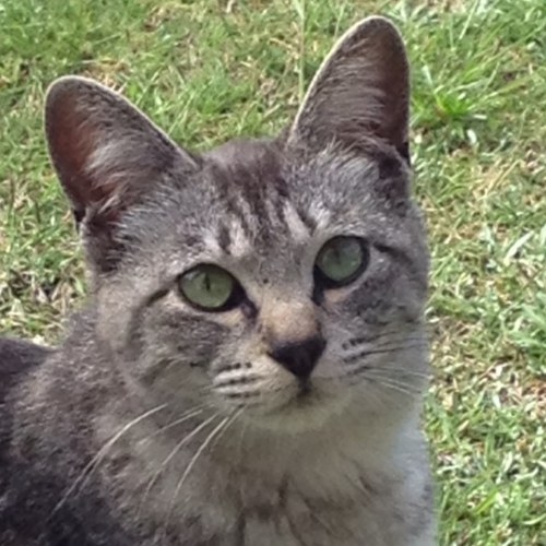 chanpepepepe's profile picture. ちゃんペです。