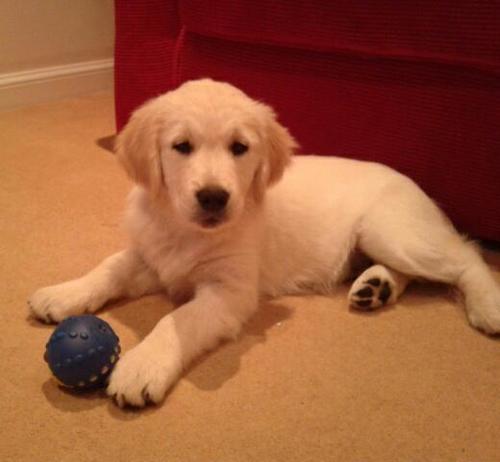 JonnyPlumbley's profile picture. I like stunt scooting and I got a cool dog :)