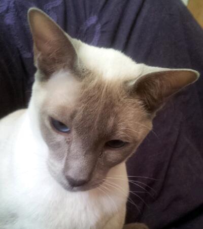 Tonkinese feline influencer. Always right, never left. Anti-woke