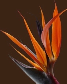 A well established florist delivering unique & distinctive flowers, well known in the Northallerton area for quality & bespoke personal service.