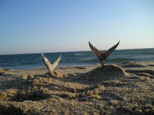 2009nantucket's profile picture. 