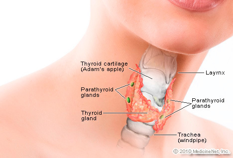 Learn more about Thyroid Disease, thyroid symptoms, Hypothyroidism and Treatment for thyroid disease.
