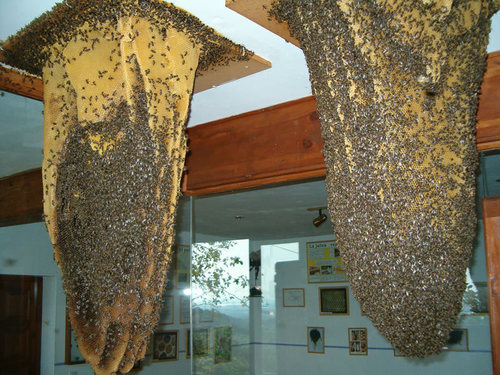Nací hace catorce años con la finalidad de dar a conocer el fascinante mundo de las abejas. Soy un museo vivo y soy de Poyales del Hoyo, Ávila.