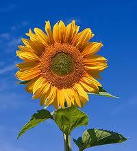 Private practice offering counselling and psychotherapy for Individuals, Couples and Groups.