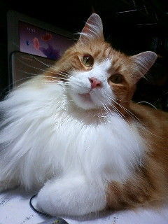 ryouchan_mama's profile picture. I love cats 💕