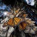 Deborah Bush - @lvnwtr4u - Twitter