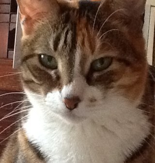 vj_vienna's profile picture. Vienna, Austria, love animals & humans. Please excuse my bad english, my native language is german. Addicted to #NCIS, #NCISLA, #NCISnola #H5O
Birthday: 26.Dec.