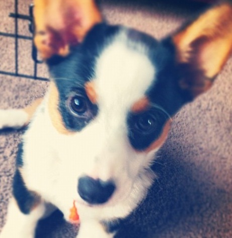 I'm a puppy, and I like to eat stuff off the floor. | #teamjerky | #puppyswag