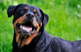 I am Britta, a four years old Rottweiler girl. Mum rescued me, and I rescued her. I love food and run with my boyfriend Bosco.