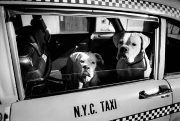 Best Pet Taxi Service in NYC. Airports, vets, etc. Book at: