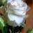 sandraoddiaz's profile image