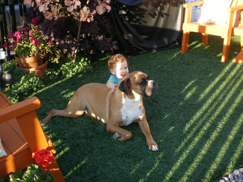The Dog Park Inn Nbdoggydaycare Twitter