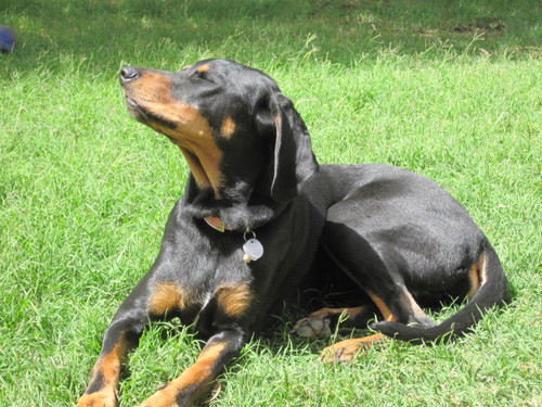 The hound in @tortoisenhound, I'm a Black and Tan coonhound in California. I love walkies. I love people. I adore snacks.