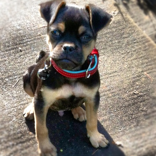 SPCA of Josephine Co., Oregon. Adopt a dog. Save a Life. Tell a Friend. http://t.co/pSL0jA6F0B