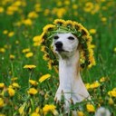 Diane Moorhead - @dianemoorhead - Twitter