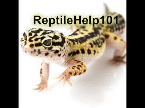 Hello. I'm a YouTuber who puts videos about leopard geckos on YouTube. I'm trying to get noticed so people will know how to care for a leopard gecko properly.