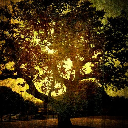 Live Oak Village Evangelion. Acorns become Oaks.