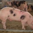 EdFernando01111's profile image