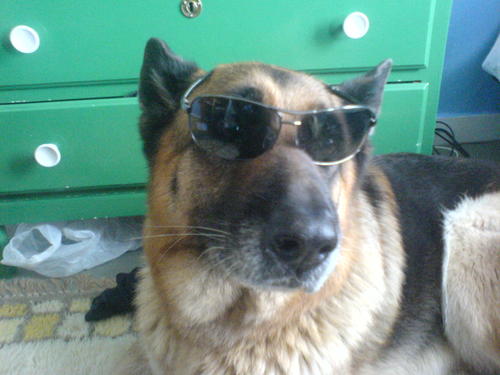 Top Dog!
