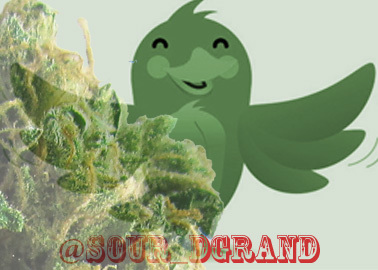 Rapper Dgrand Brooklyn East Newyork GO and follow @Sour_Dgrand Promotion Twitter