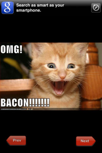 dedicated to bring you funny kitty pictures :)