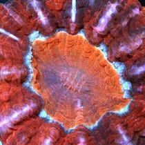 Our mission is to research live corals for the marine aquarium trade and produce unique aqua cultured healthy coral alternatives to wild caught live corals.
