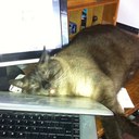 Marlene Stokes - @mycatlikesme2 - Twitter