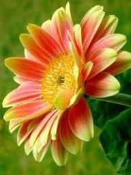 Be helpful. When you see a person without a smile, give them yours – Zig Ziglar