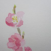 桃山なおこ (@yamoco) 's Twitter Profile