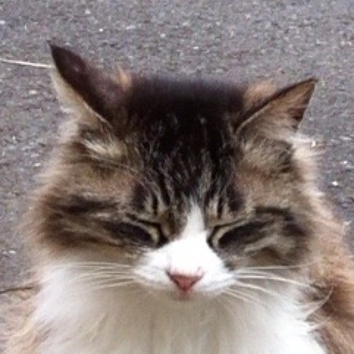 sana_french's profile picture. 