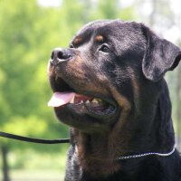 Endangered Owner (@endangeredowner) 's Twitter Profile