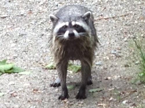 BonerD888's profile picture. 