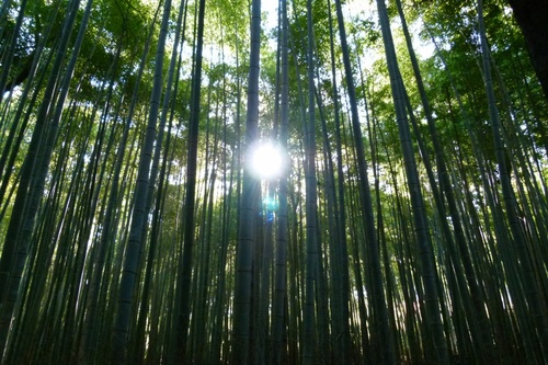 癒しを与える音楽と映像を創っています。
I have created a music and video to give healing.