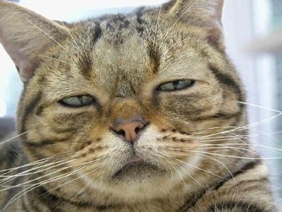 nonpy_k's profile picture. どら猫。