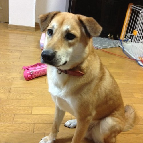 peroryou's profile picture. 