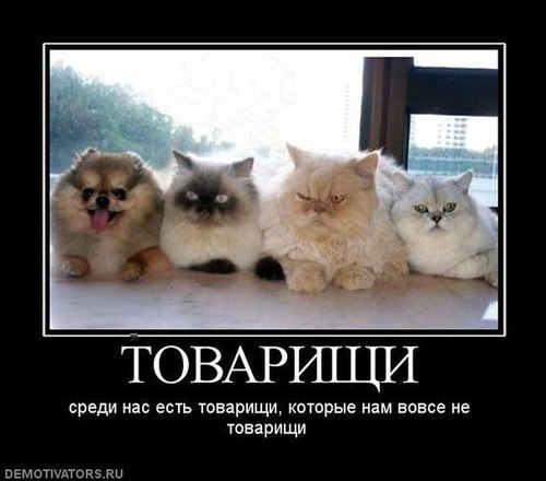 God_vil's profile picture. МЕЖДУГОРОДНЫЕ ЦИТАТЫ ТВИТТЕРА