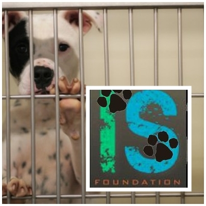 ♥ Everyone has a voice, Together we save the world. 
Help Animals and gives them a home ♥