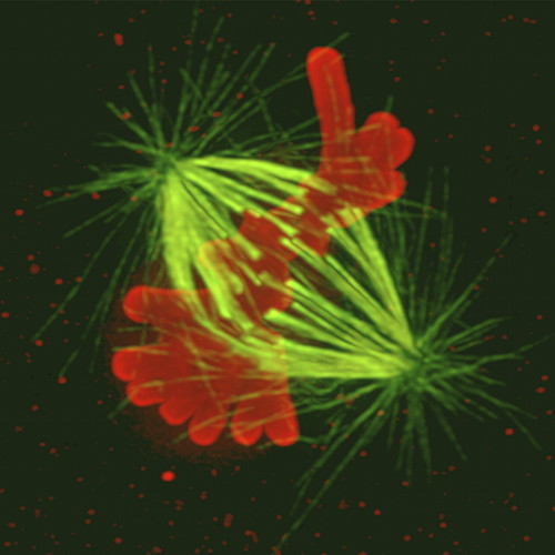 decarpen's profile picture. Convert to the awesome power of yeast genetics.