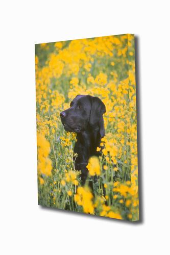 Let us put your favourite pictures onto canvas in a range of sizes. Great for birthdays, Christmas or any special occasion.