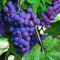 MargaretRiver Region (@mr_wine_region) 's Twitter Profile