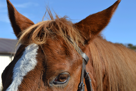 The Modern Equine Vet is a digital magazine for equine veterinarians and technicians.