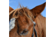 Marie Rosenthal (@modernequinevet) Twitter profile photo Marie Rosenthal (@modernequinevet) Twitter profile photo