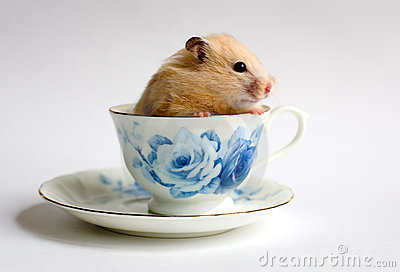 I love learning and drinking tea.