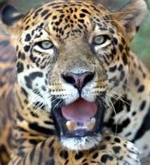 sou extrovertida e meio louca!kkkkkkkkkk