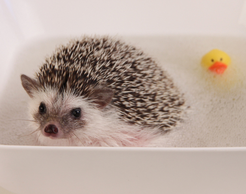 Follow the Adventures of Humphrey J Hedgehog for a daily dose of cuteness!🦔😎💕 
All photography by Diane Modafferi
https://t.co/PIZcSDNze1