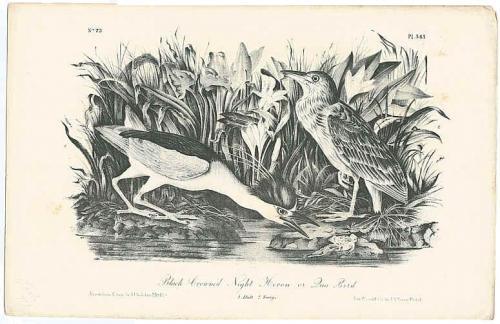 NightHeron68's profile picture. Are you ready to rip it up? Course bruv