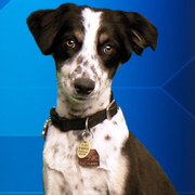 Radar the Weather Dog joined our team in March of 2011 after being chosen by viewers from a pool of three contenders, all rescue animals from the Humane Society