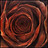 gippear14p's profile image