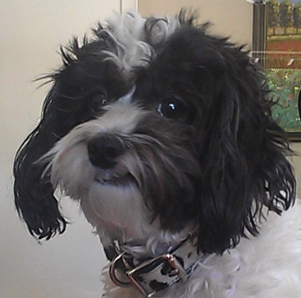Want to stay out of the dog house when it comes to legal matters?  Oreo the guard dog assures clients of Forakis Law receive top-notch representation.