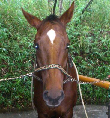 金沢大学馬術部 Horseridingkana Twitter